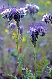 Image result for Hydrophyllaceae