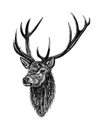 Red Deer Stag Art Print By Loren Dowding In 2020 Watercolor Paintings Of Animals Art Prints Animals Artwork