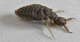 Ant Lion Larvae Aka Doodle Bug Weird Animals Animals Of The World Ants