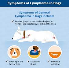 What is the life expectancy for stage 4 lung cancer? Lymphoma In Dogs Canna Pet