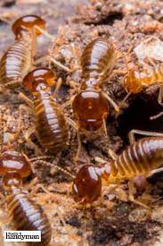This Is Where Bugs Hide In Each Area Of Your Home Getting Rid Of Crickets Food Animals Kill Bugs