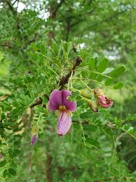 Image result for Ormocarpum kirkii