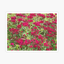 This selection is everblooming, flowering most freely in spring and continuing. Striking Dark Reddish Pink Flowers Poster By Rjbphotodesign Redbubble