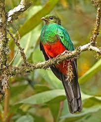 The name quetzal is an ancient indian term for tail feather and the bird itself represents liberty. Golden Headed Quetzal Ebird