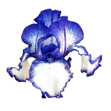 Artist jane elizabeth cullum's profile on artfinder. Flowers By Elizabeth Jane