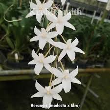 Image result for Aerangis ugandensis