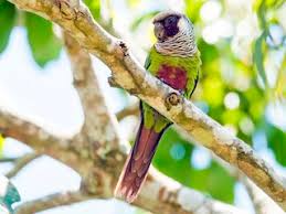 Image result for Pycreus permutatus