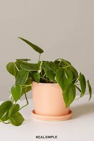 The Best Low Light Houseplants In 2020 Houseplants Low Light Easy Care Plants Houseplants