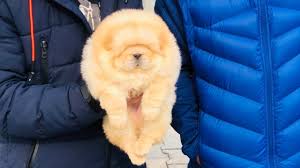Maybe you would like to learn more about one of these? Chow Chow Puppies For Sale Craigslist 07 2021