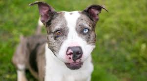 As far as 8 week old puppies go she's been fairly calm. Catahoula Leopard Dog Pitbull Mix Breed Info Puppy Costs More