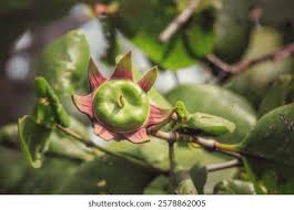 Image result for Sonneratiaceae