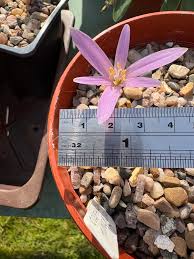 Image result for Sium repandum