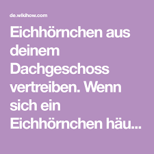 Eichhornchen Aus Deinem Dachgeschoss Vertreiben Dachgeschoss Vertreiben Dach