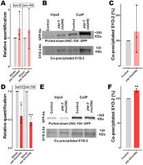 Ptp 3 Lar Ptpr Promotes Intramolecular Folding Of Syd 2 Liprin A To Inactivate Unc 104 Kif1a In Neurons Biorxiv