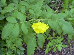 Image result for Tecoma stans