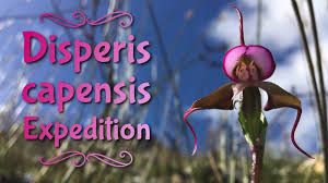 Image result for Disperis