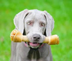 Is It Safe To Give My Dog A Rawhide