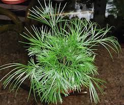 Image result for Actiniopteris semiflabellata