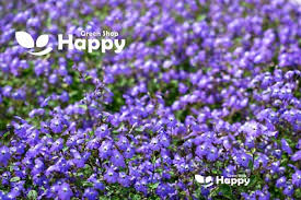 Image result for Browallia americana