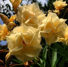 Image result for Nerium oleander