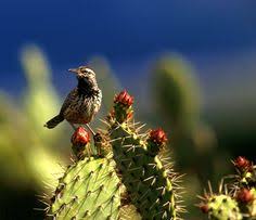 Well you're in luck, because here they come. 13 Best Cactus Ideas Cactus Saguaro Cactus Desert Animals