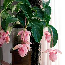 pin auf for the home garden