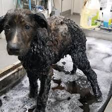 This dog's life got saved and recovered fully after being rescued from an  oil pit.