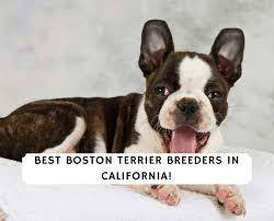 Boston terriers are also sometimes affectionately referred to as bostons. Boston Terrier Breeders In California Top 6 Picks 2021 We Love Doodles