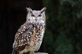 Do Owls Attack And Eat Cats