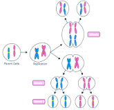 Image result for what is the difference between mitosis and meiosis course hero