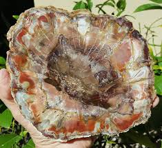 Image result for Triainolepis africana