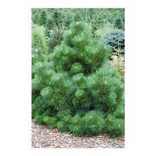 We did not find results for: Pinus Thunbergii Thunderhead Thunderhead Japanese Black Pine Broken Arrow Nursery