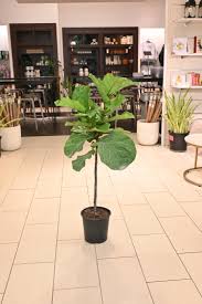 Image result for Ficus tesselata
