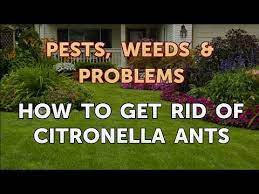 The citronella ant is actually named the large yellow ant, but it derives its nickname from the strong citronella odor emitted from its body. How To Get Rid Of Citronella Ants Youtube