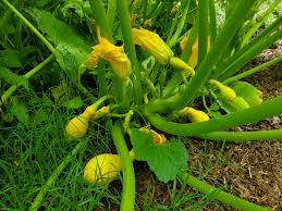 Your kids will be just as excited about sprouting pumpkin seeds as mrs. Growing Squash Naturally Plants Forum At Permies