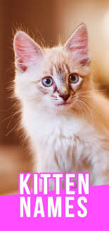 Looking for the perfect cat name for your new kitty? Kitten Names Cute And Unique Ideas For Naming Your Girl Or Boy Cat