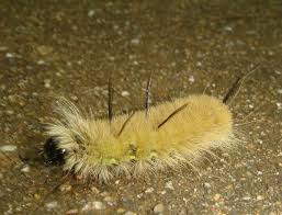American Dagger Moth Caterpillar Found In Sutton Ma Moth Caterpillar Moth Caterpillar