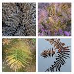 The Intimate Landscape — Devizes Photography Club