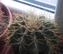 Place the cactus in a location where it receives about half the usual amount of sunlight during the first month after transplanting. Photo Of The Seedling Or Young Plant Of Blue Barrel Cactus Ferocactus Glaucescens Posted By Skopjecollection Garden Org