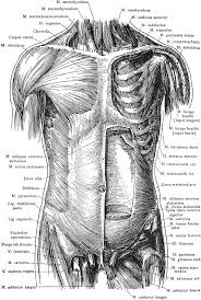 List of skeletal muscles of the human body. Anterior View Of The Muscles Of The Trunk Clipart Etc