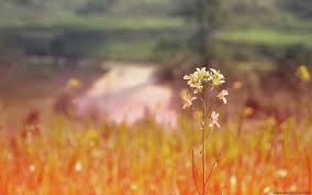 We did not find results for: Mustard Flowers Windows Hd Wallpaper Preview 10wallpaper Com