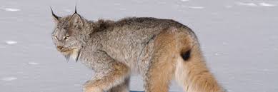 Save money by paying for a yearly subscription at $40.00/year. Canadian Lynx Banff National Park