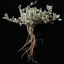 Image result for Dicoma galpinii