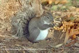 Western Gray Tree Squirrel L G Ingels Squirrel Gray Tree Plant Pot Diy
