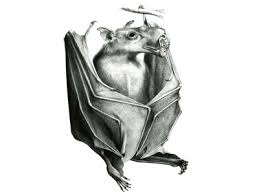 Bat Sounds What Noise Do Bats Make
