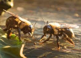 However, they can be dangerous, depending on where their nests are located. Difference Between Carpenter Bees And Bumble Bees