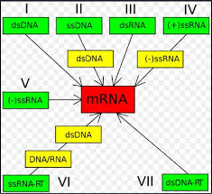 The ssrna viruses belong to class iv or v of the baltimore classification. Classification Of Viruses Notes Covering Baltimore Ictv System Readbiology