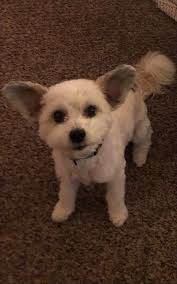 Lost dog in Worcester, please help