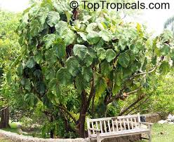 Image result for Macaranga capensis