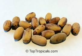 Image result for Monanthotaxis afra